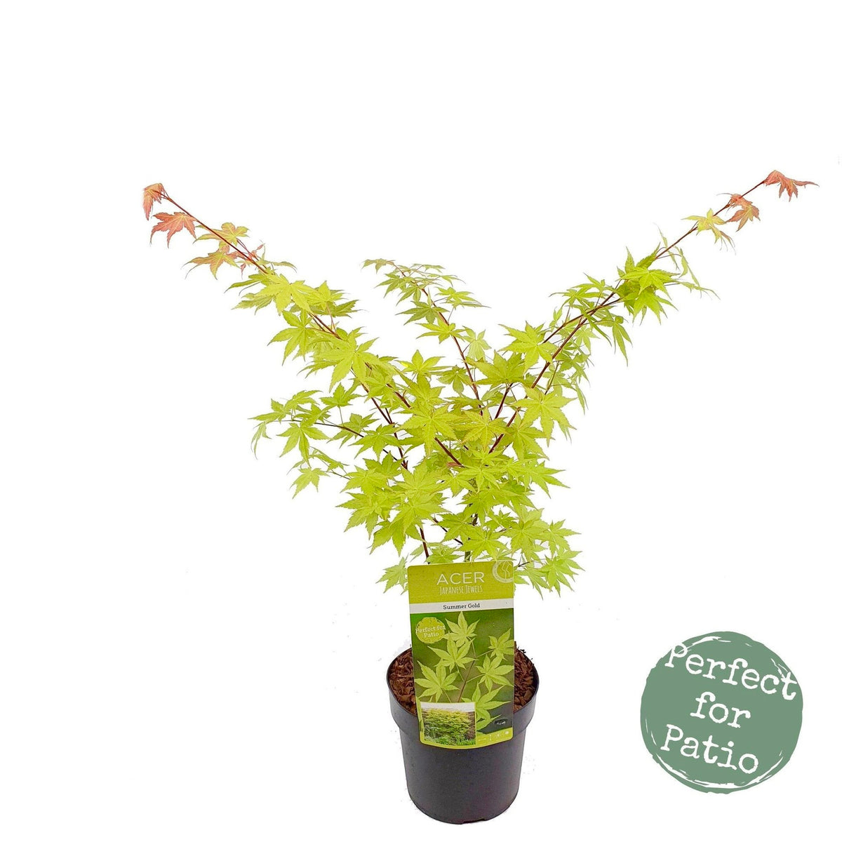 Acer palmatum 'Summer Gold' Japanese Maple Japanese Maples South Africa