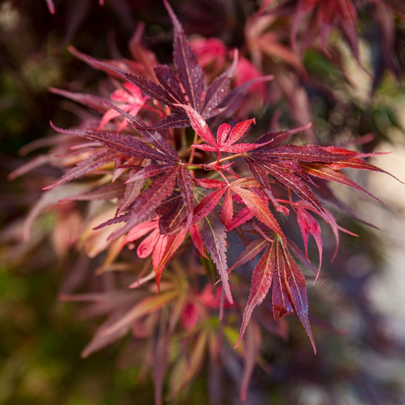 Red Maples Ruggery Acer palmatum 'Skeeter's Broom’ Narrow Red Japanese Maple – Japanese ...