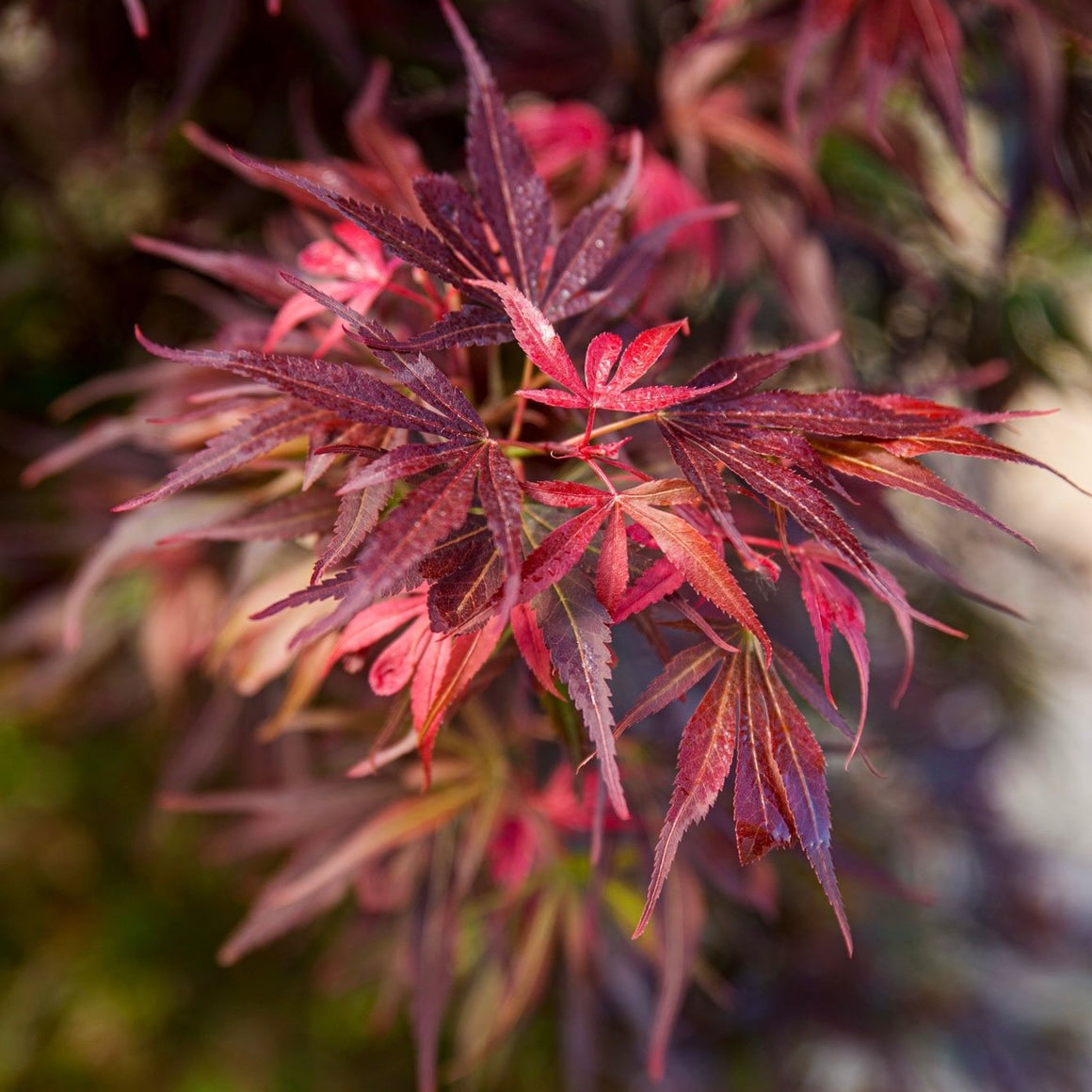 Japanese Maples South Africa