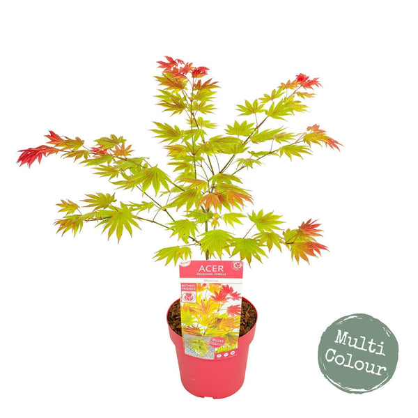 Acer shirasawanum 'Moonrise' Japanese Maple - Captivating upright maple with stunning apricot, gold, and chartreuse foliage. Ideal for South African gardens. Explore at Japanese Maples South Africa.