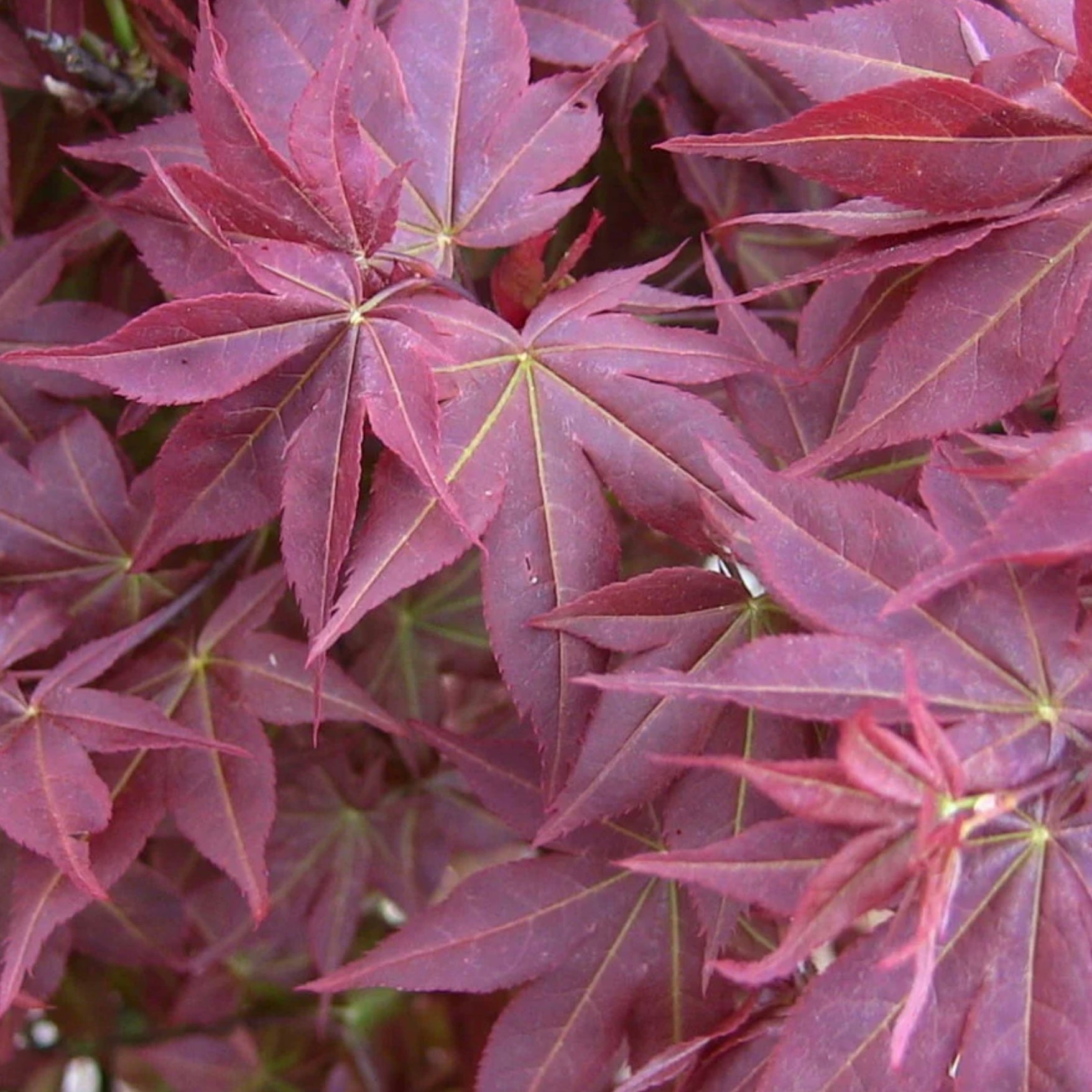 Ruby Ribons Japanese Maple Acer palmatum 'Beni hoshi' Ruby Stars Rare Japanese Maple – Japanese ...