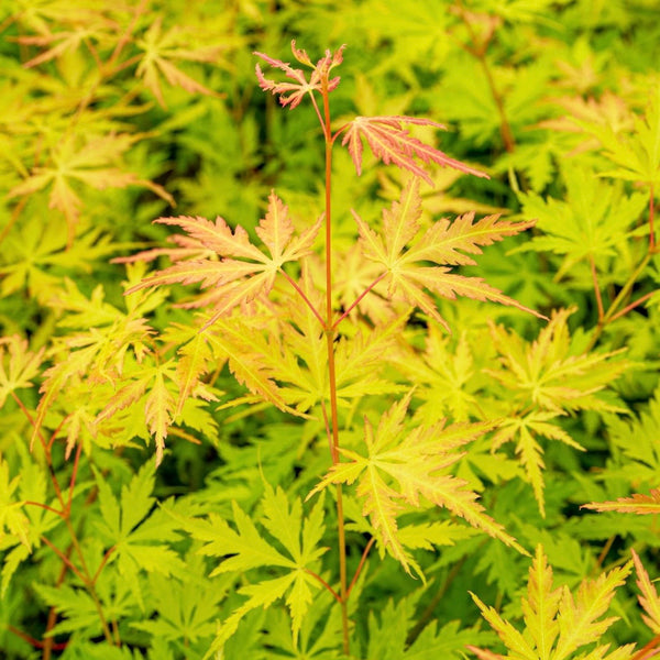 Acer Palmatum 'Orange Lace' - Captivating Japanese Maple with intricate lace-like foliage in vibrant orange. Ideal for South African gardens. Explore at Japanese Maples South Africa.