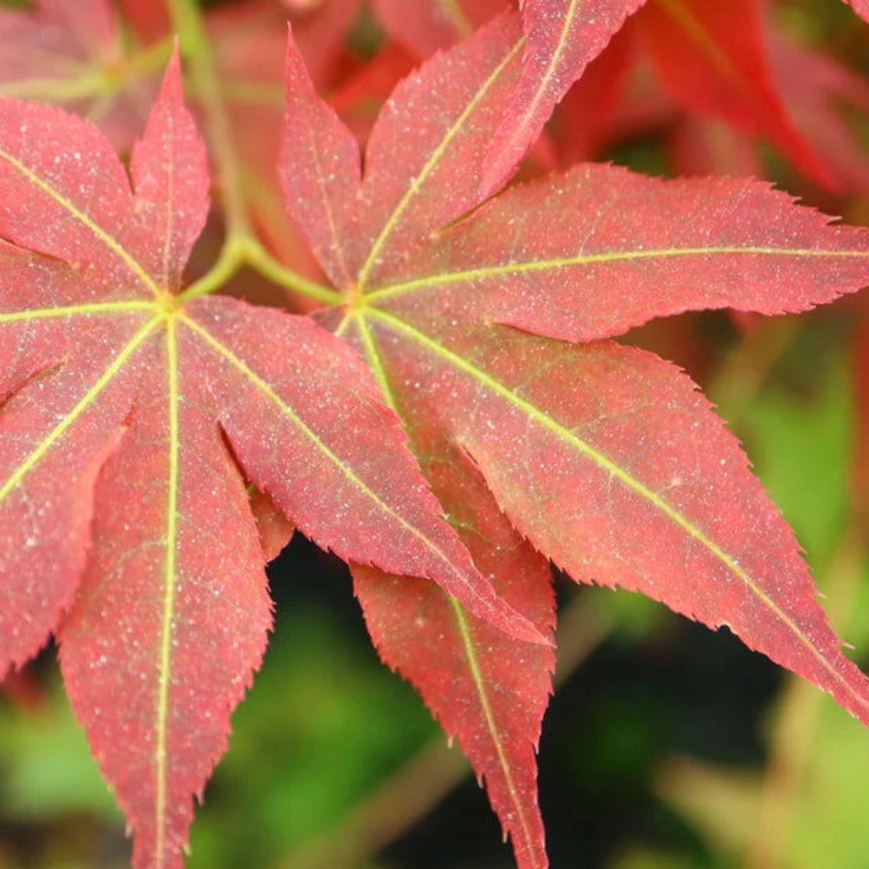 Ruby Ridge Japanese Maple Acer palmatum 'Beni hoshi' Ruby Stars Rare Japanese Maple – Japanese ...