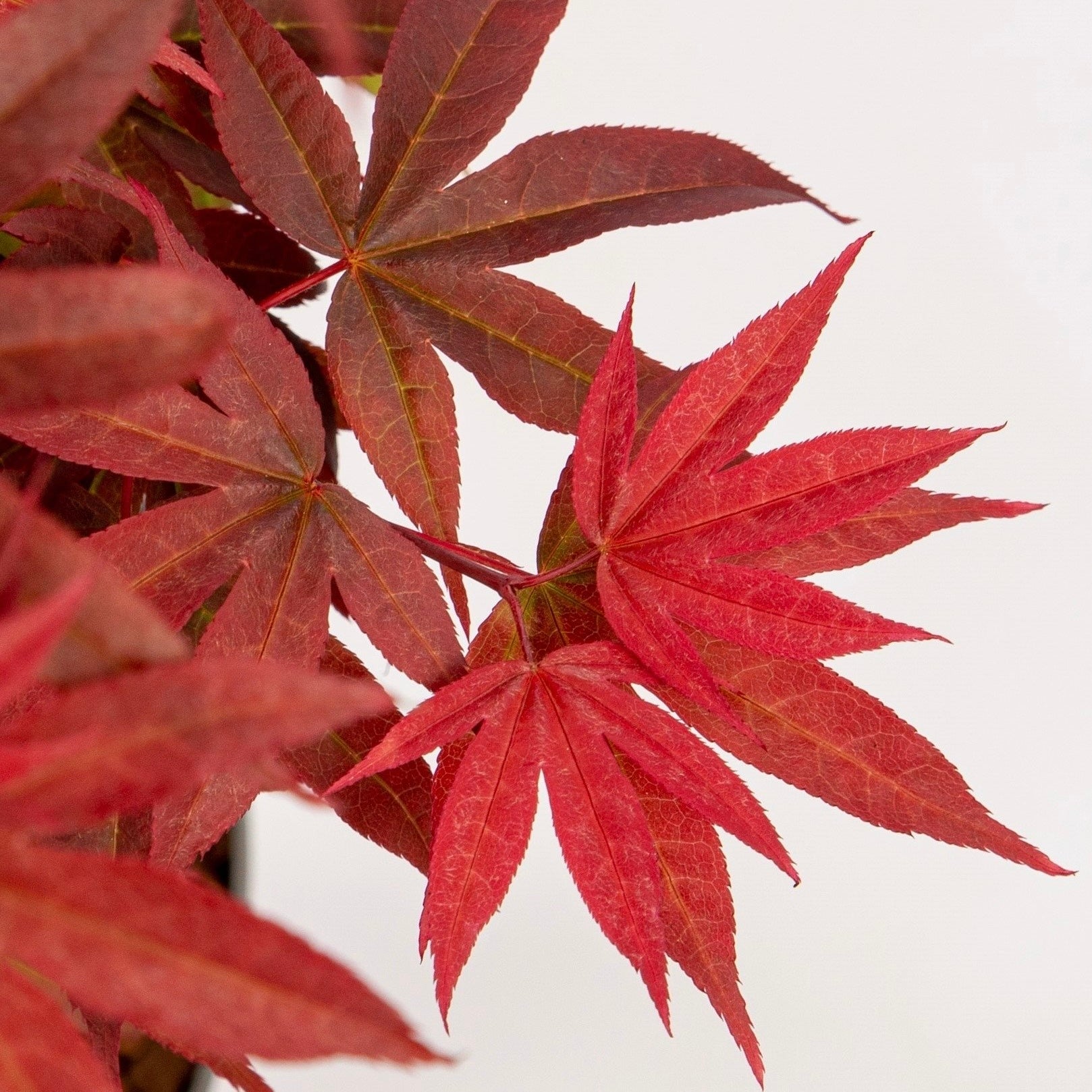 Red Maples Ruggery Acer palmatum 'Little Red' Japanese Maple – Japanese Maples South Africa