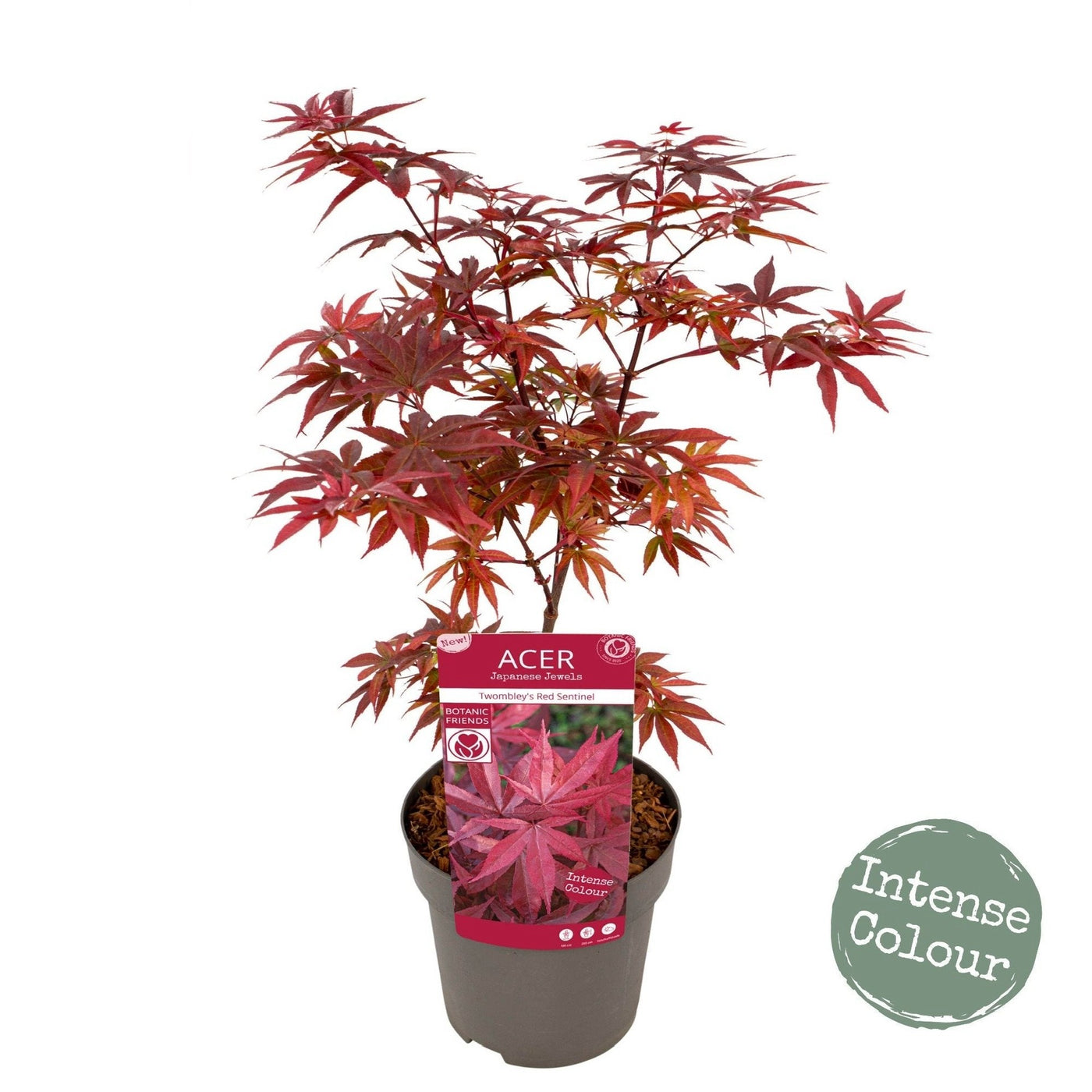 Acer palmatum 'Twombly's Red Sentinel' Columnar Japanese Maple ...