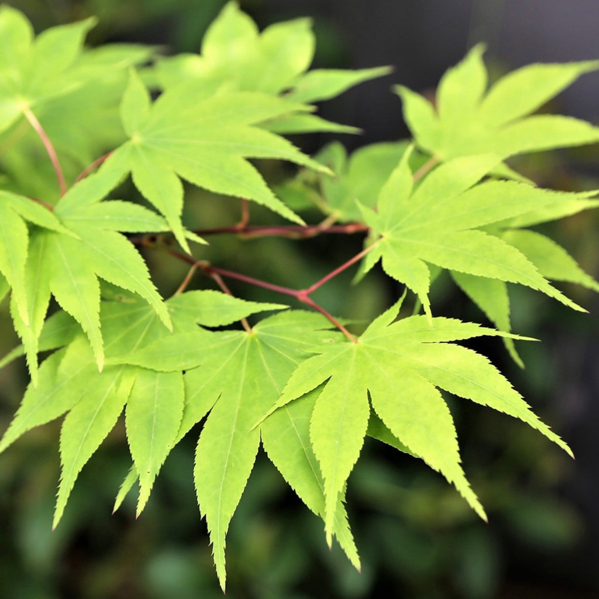 Acer palmatum 'Osakazuki' Japanese Maple – Japanese Maples South Africa