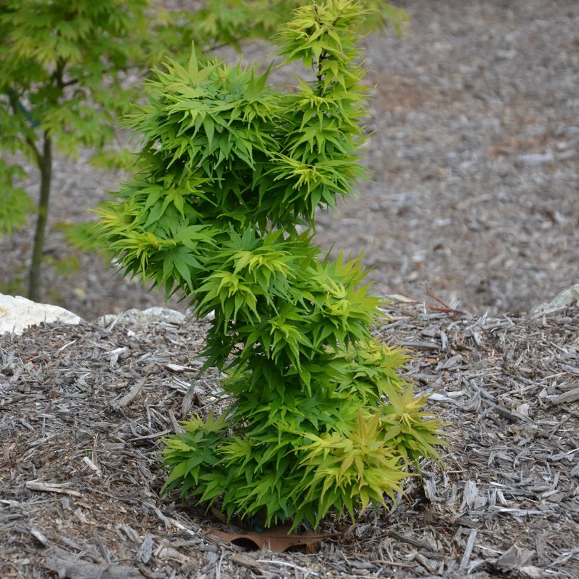 Acer palmatum 'Mikawa Yatsubusa' Super Rare Japanese Maple – Japanese ...