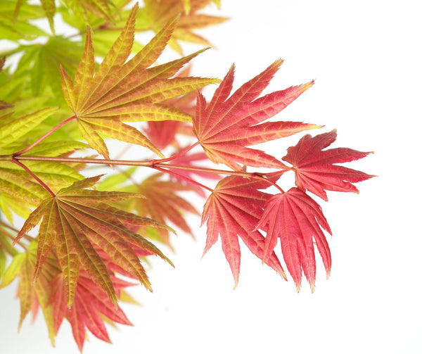 Acer shirasawanum 'Moonrise' Japanese Maple - Captivating upright maple with stunning apricot, gold, and chartreuse foliage. Ideal for South African gardens. Explore at Japanese Maples South Africa.