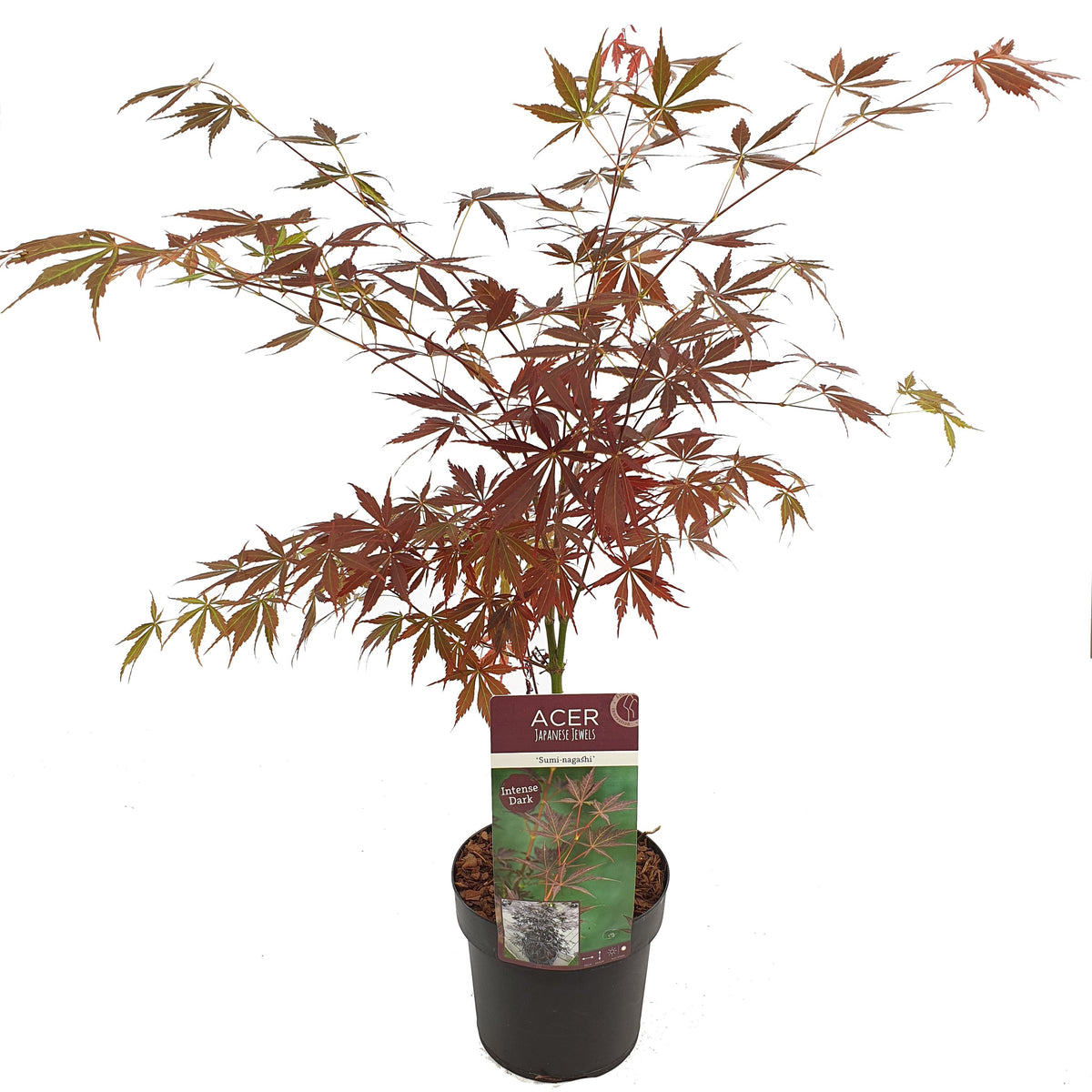 Acer palmatum 'Sumi-nagashi' Japanese Maple – Japanese Maples South Africa