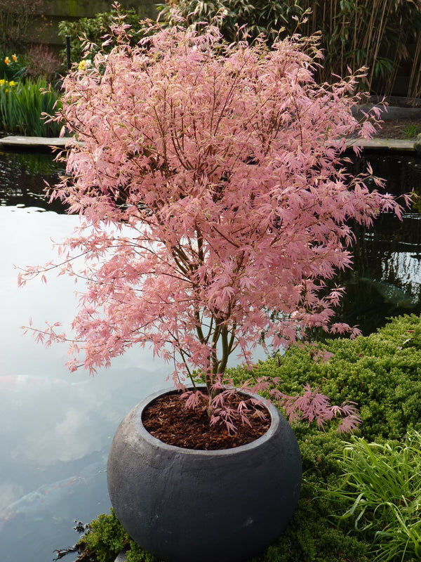 Acer palmatum 'Taylor' Japanese Maple - Rare and beautiful variety with soft pink foliage and lime green variegation. Ideal for containers or garden. Limited availability. Explore at Japanese Maples South Africa