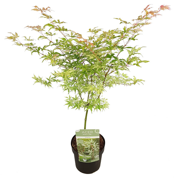 Acer palmatum 'Ukigumo' - Enchanting Japanese Maple with white variegated leaves. Thrives in South African climates. Explore at Japanese Maples South Africa.
