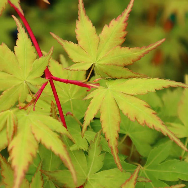 Close-up image showcasing the vibrant coral-colored bark of Acer palmatum 'Sango kaku' Coral Bark Japanese Maple. The delicate green leaves and golden-yellow autumn foliage create a captivating display.