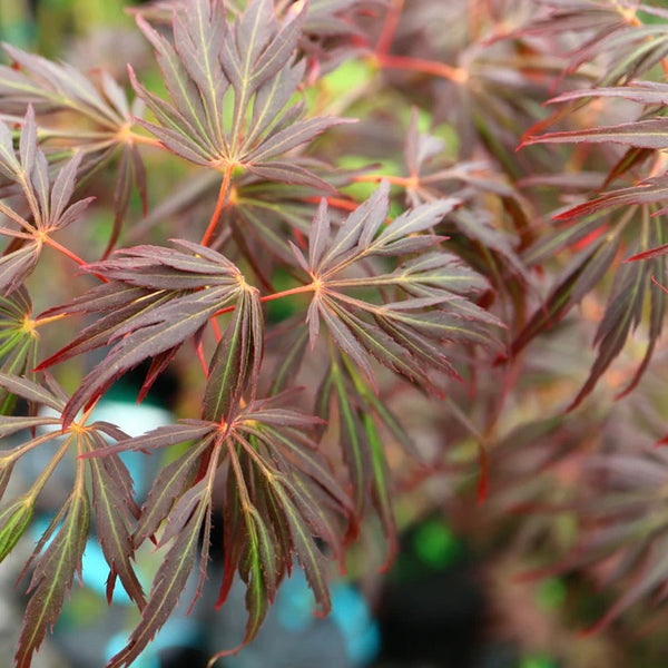 Close-up image of the leaves of Acer palmatum 'Lionheart,' a Japanese Maple variety with large, deep red foliage.