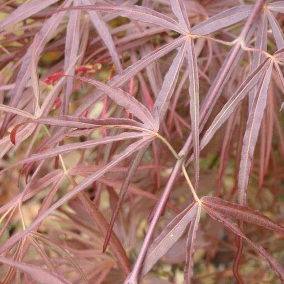 Close-up of Acer palmatum 'Red Pygmy' leaves displaying vibrant red and green-red coloration, adding a burst of color to the garden.