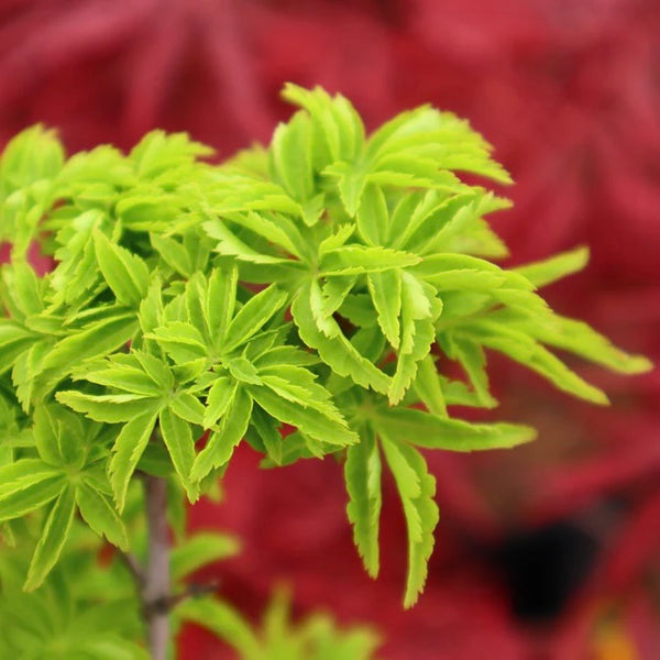 Close-up of Acer palmatum 'Shishigashira' leaves, displaying dense clusters of crinkled leaves in deep green color, resembling the mane of a lion.