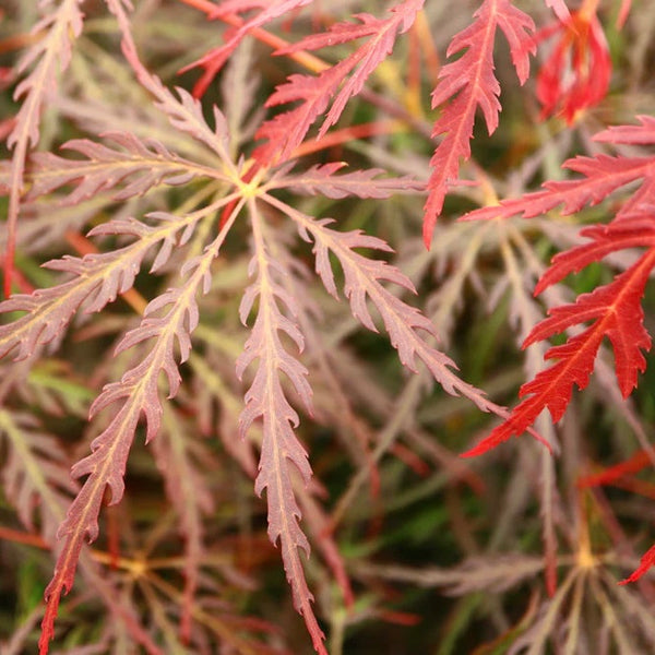 Acer palmatum 'Tamukeyama' Japanese Maple Tree with rich burgundy-red foliage and cascading form, adding drama and elegance to the garden.