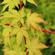 Close-up image showcasing the vibrant coral-colored bark of Acer palmatum 'Sango kaku' Coral Bark Japanese Maple. The delicate green leaves and golden-yellow autumn foliage create a captivating display.