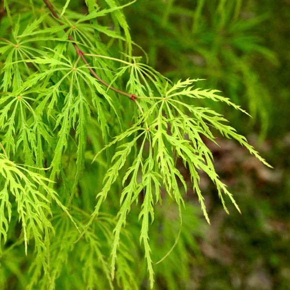 Close-up of Acer palmatum dissectum 'Viridis' leaves, showcasing finely dissected and vibrant green foliage cascading gracefully.