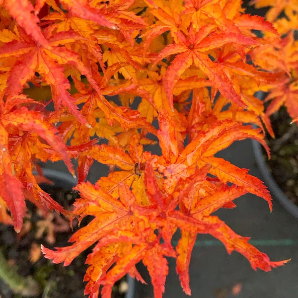 Close-up of Acer palmatum 'Shishigashira' leaves, displaying dense clusters of crinkled leaves in orange color, resembling the mane of a lion.