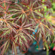 Close-up image of the leaves of Acer palmatum 'Lionheart,' a Japanese Maple variety with large, deep red foliage.