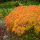 Close-up of Acer palmatum dissectum 'Viridis' leaves, showcasing finely dissected and vibrant orange autumn foliage cascading gracefully.