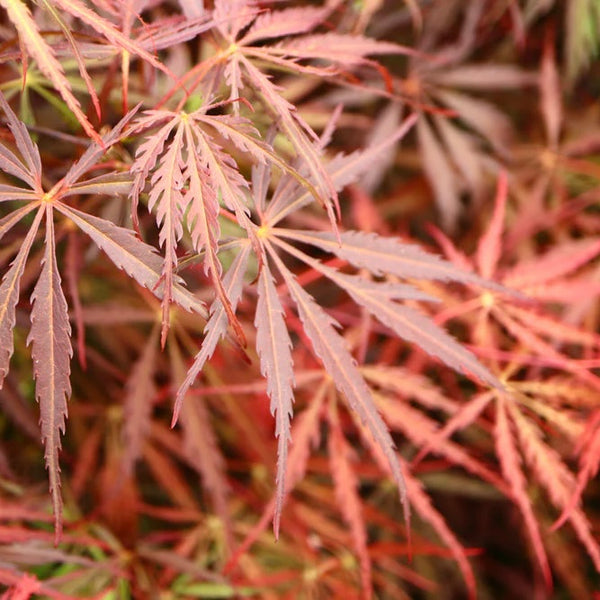 Acer palmatum 'Tamukeyama' Japanese Maple Tree with rich burgundy-red foliage and cascading form, adding drama and elegance to the garden.