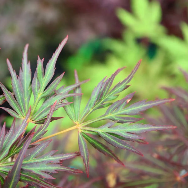 Close-up image of the leaves of Acer palmatum 'Lionheart,' a Japanese Maple variety with large, deep red foliage.