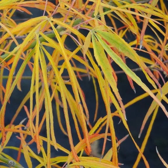 Close-up of Acer palmatum 'Red Pygmy' leaves displaying vibrant red and green-red coloration, adding a burst of color to the garden.