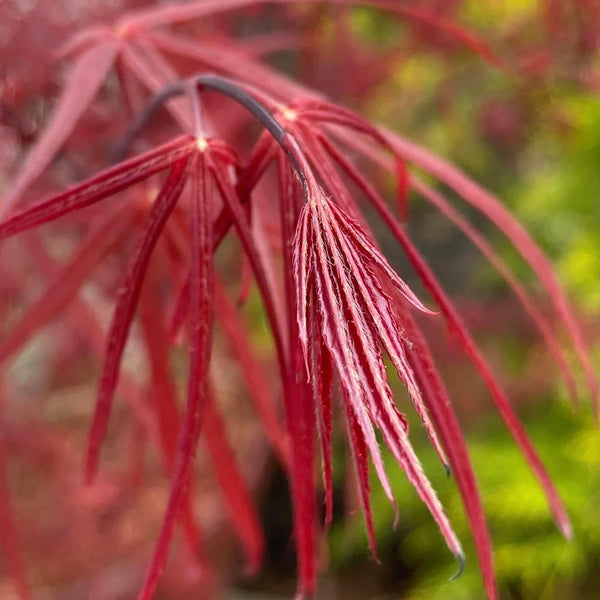 Close-up image of the leaves of Acer palmatum 'Atrolineare,' a Japanese Maple variety with narrow, linear leaves and rich green coloration.