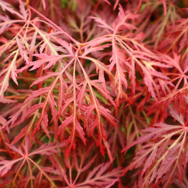Close-up of Acer palmatum dissectum 'Orangeola' leaves showcasing vibrant orange, red, and bronze colors, creating a stunning visual display in the garden.