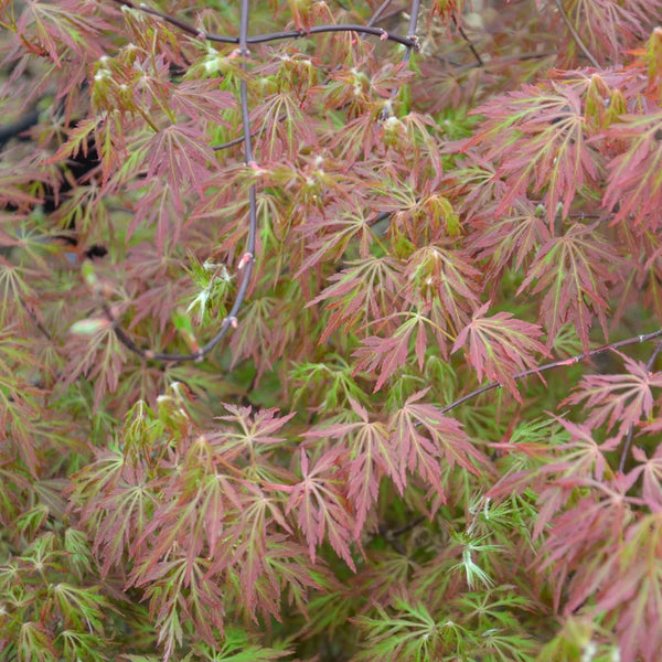 Close-up of Acer palmatum dissectum 'Orangeola' leaves showcasing vibrant orange, red, and bronze colors, creating a stunning visual display in the garden.