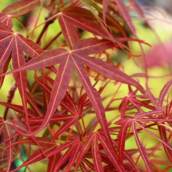 Close-up image of the leaves of Acer palmatum 'Atrolineare,' a Japanese Maple variety with narrow, linear leaves and rich green coloration.