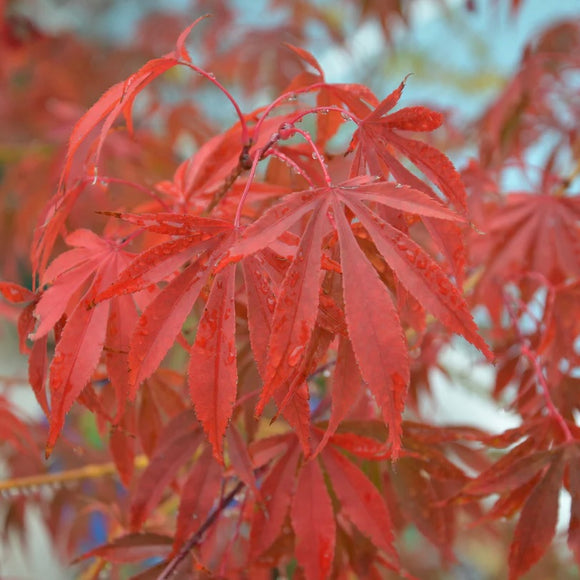 Close-up image of the leaves of Acer palmatum 'Inazuma,' a Japanese Maple variety with a mix of orange, red, green, and purple-red colors.