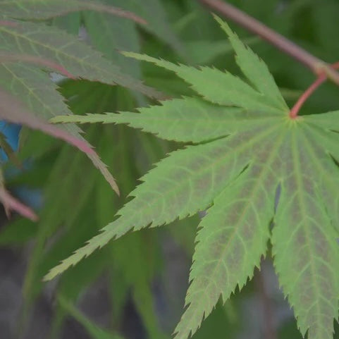 Close-up image of the leaves of Acer palmatum 'Inazuma,' a Japanese Maple variety with a mix of orange, red, green, and purple-red colors.