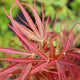 Close-up image of the leaves of Acer palmatum 'Atrolineare,' a Japanese Maple variety with narrow, linear leaves and rich green coloration.