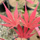 Close-up image of the leaves of Acer palmatum 'Inazuma,' a Japanese Maple variety with a mix of orange, red, green, and purple-red colors.