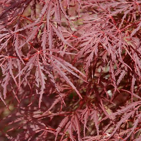 Close-up image of the finely dissected, dark purple-black leaves of Acer palmatum Dissectum 'Nigrum,' a striking Japanese Maple variety.