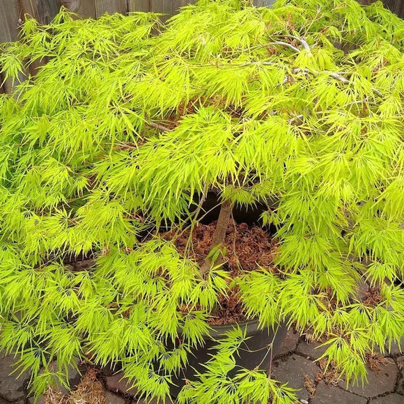 Close-up image of the finely dissected leaves of Acer palmatum Dissectum 'Flavescens,' a Japanese Maple variety with yellow-green foliage.