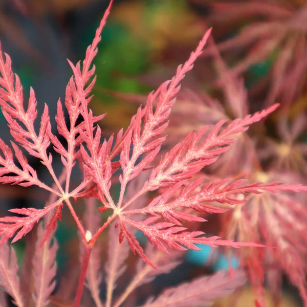 Close-up image of the deeply dissected, burgundy-red leaves of Acer palmatum 'Inaba shidare,' a cascading Japanese Maple variety.