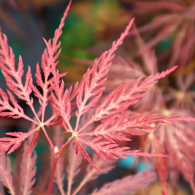 Acer palmatum 'Inaba shidare' Japanese Maple – Japanese Maples South Africa
