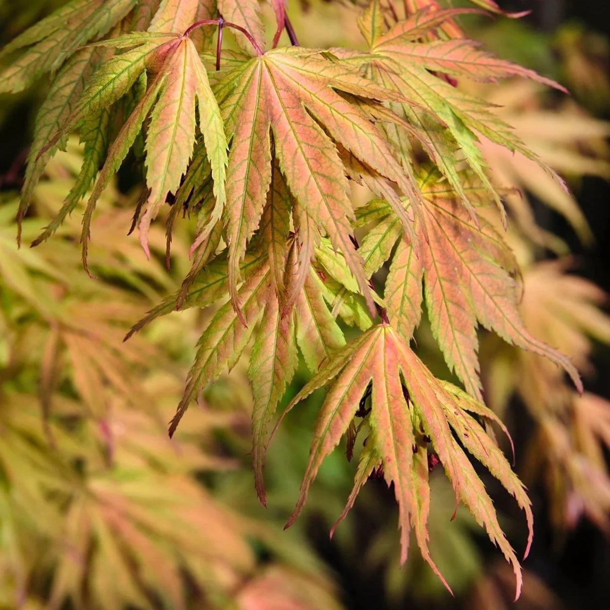 Acer palmatum 'Ariadne' Japanese Maple Japanese Maples South Africa