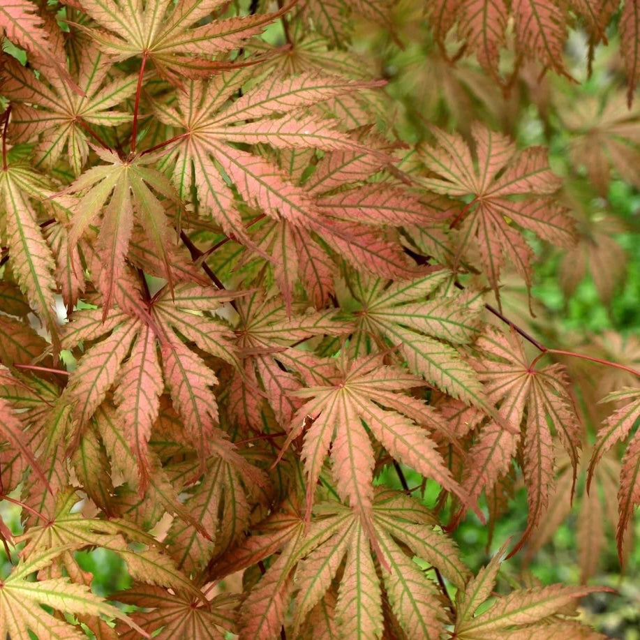 Acer palmatum 'Ariadne' Japanese Maple Japanese Maples South Africa