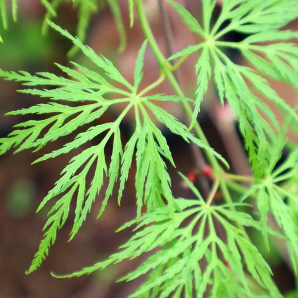 Close-up image of the finely dissected leaves of Acer palmatum Dissectum 'Emerald Lace,' a Japanese Maple variety with delicate green foliage.