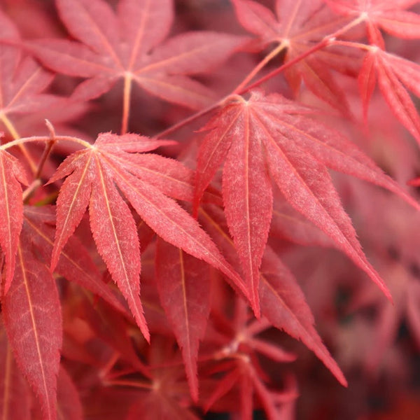 Close-up image of the leaves of Acer palmatum 'Bloodgood,' a Japanese Maple variety with deep red, palm-shaped foliage.