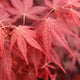 Close-up image of the leaves of Acer palmatum 'Bloodgood,' a Japanese Maple variety with deep red, palm-shaped foliage.