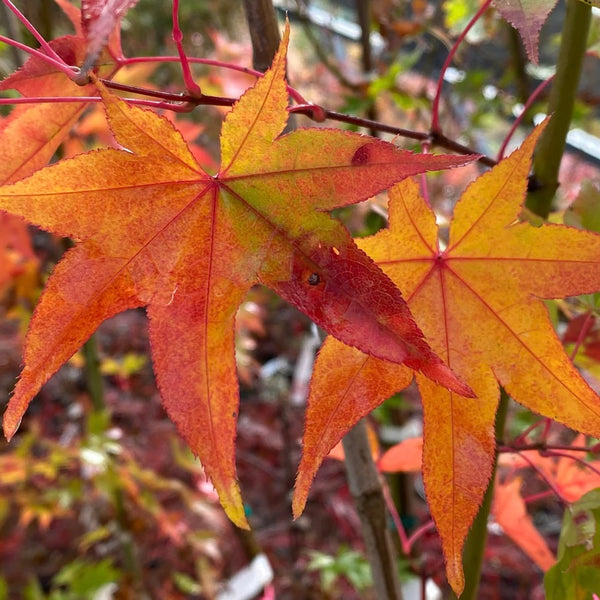 Close-up image of the leaves of Acer palmatum 'Hogyoku,' a Japanese Maple variety with a mix of green, red, orange, and gold colors.