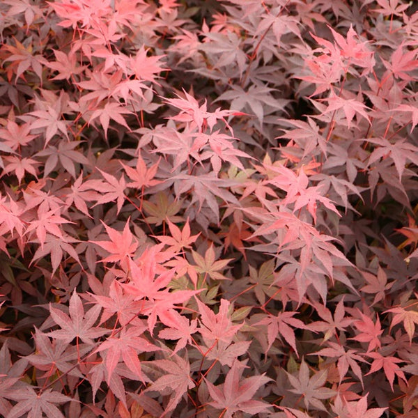 Close-up image of the leaves of Acer palmatum 'Bloodgood,' a Japanese Maple variety with deep red, palm-shaped foliage.