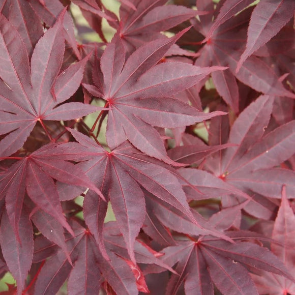 Close-up image of the leaves of Acer palmatum 'Bloodgood,' a Japanese Maple variety with deep red, palm-shaped foliage.