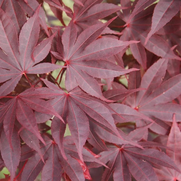 Close-up image of the leaves of Acer palmatum 'Bloodgood,' a Japanese Maple variety with deep red, palm-shaped foliage.