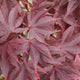 Close-up image of the leaves of Acer palmatum 'Bloodgood,' a Japanese Maple variety with deep red, palm-shaped foliage.